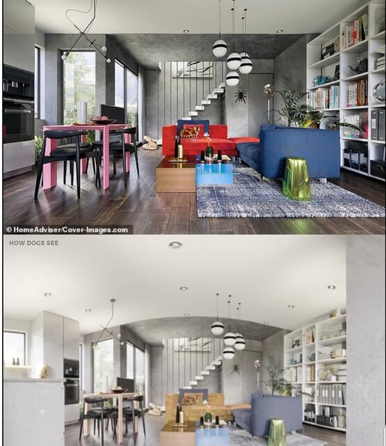 حیوانات محیط اطراف را چه شکلی می&zwnj;بینند؟+تصاویر