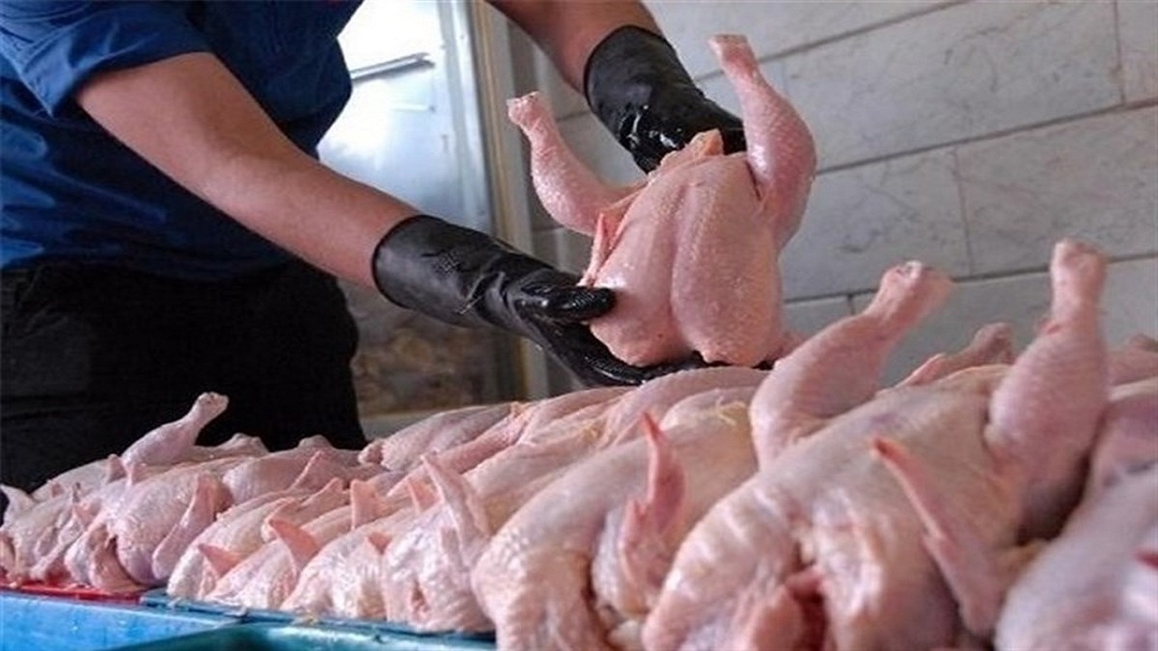 تربت جام قطب تامین گوشت مرغ خراسان رضوی