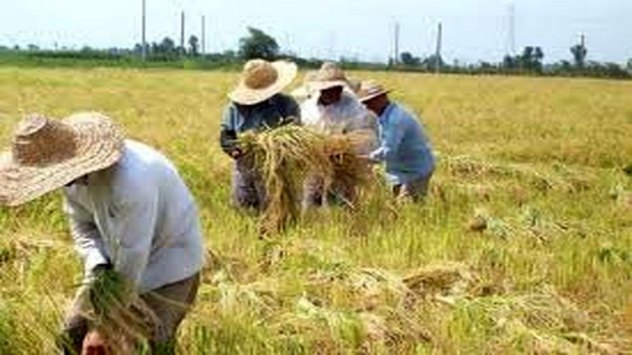 پایان بهمن ماه آخرین مهلت بیمه گری محصولات باغی در آذربایجان غربی