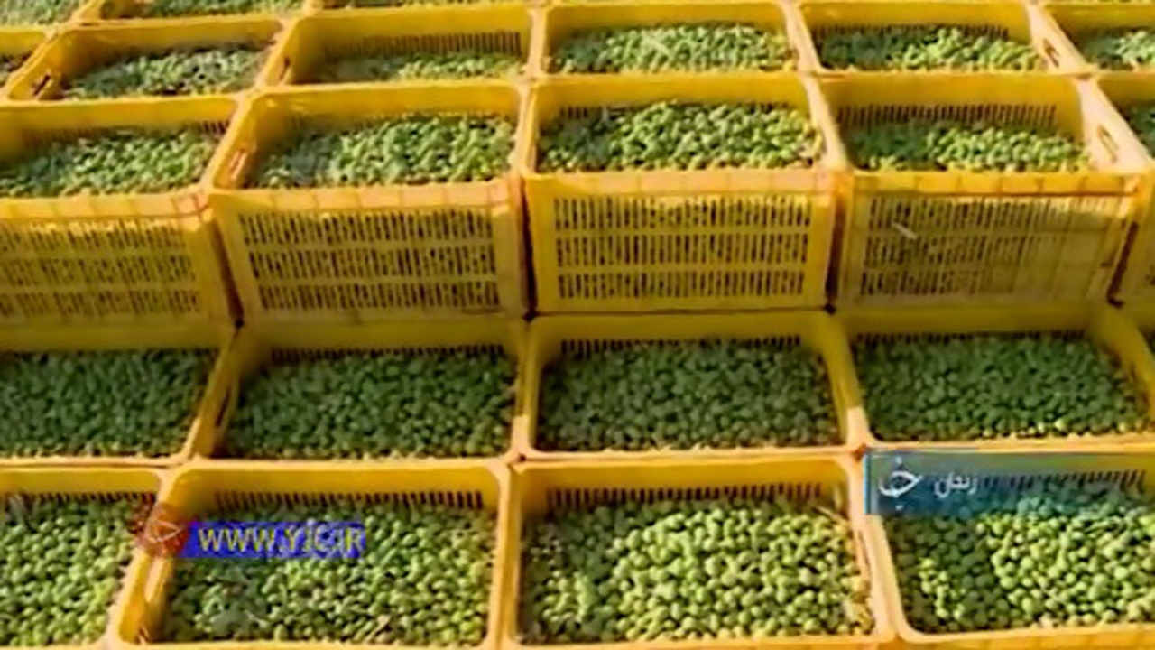 وقتی عرصه برای تولیدکنندگان طلای سبز تنگ می‌شود +فیلم