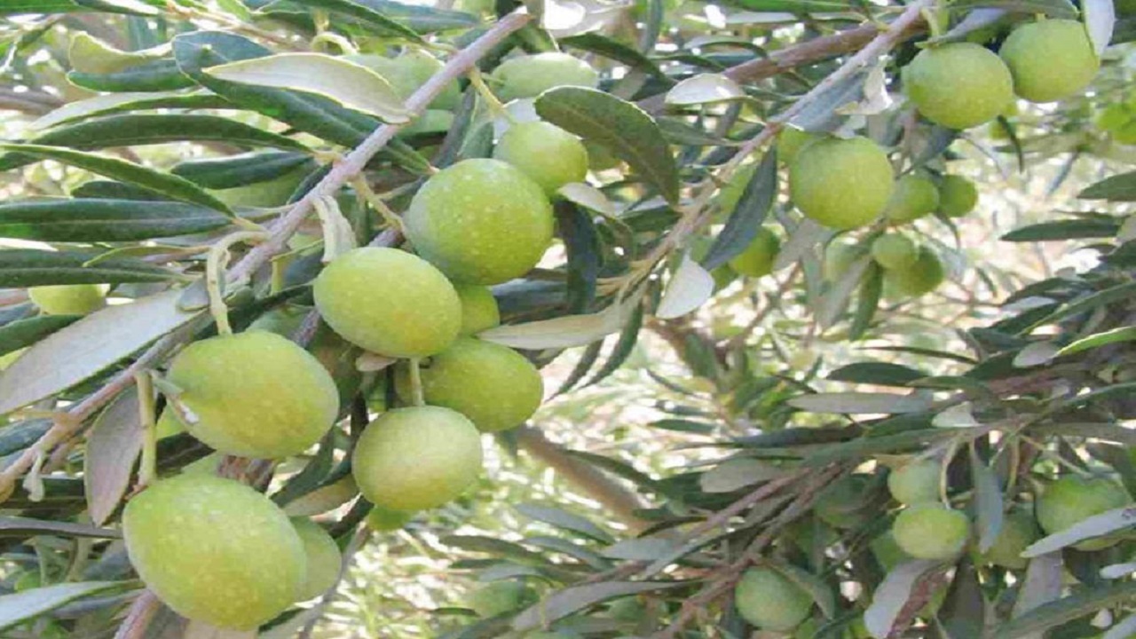 برداشت بیش از ۱۸ هزار تن زیتون در گیلان