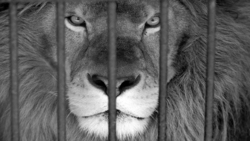 حمله پلنگ از داخل سرویس بهداشتی به یک مرد! + فیلم