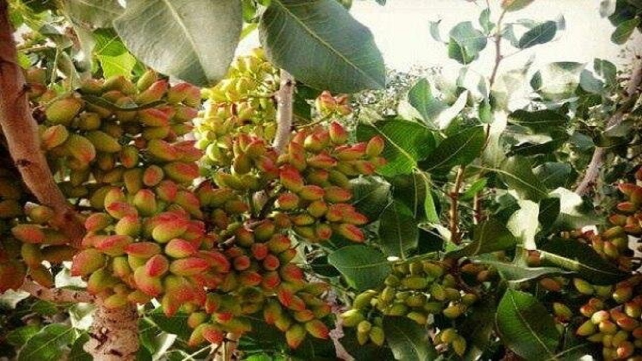 قطب تولید پسته خراسان رضوی خندان نیست