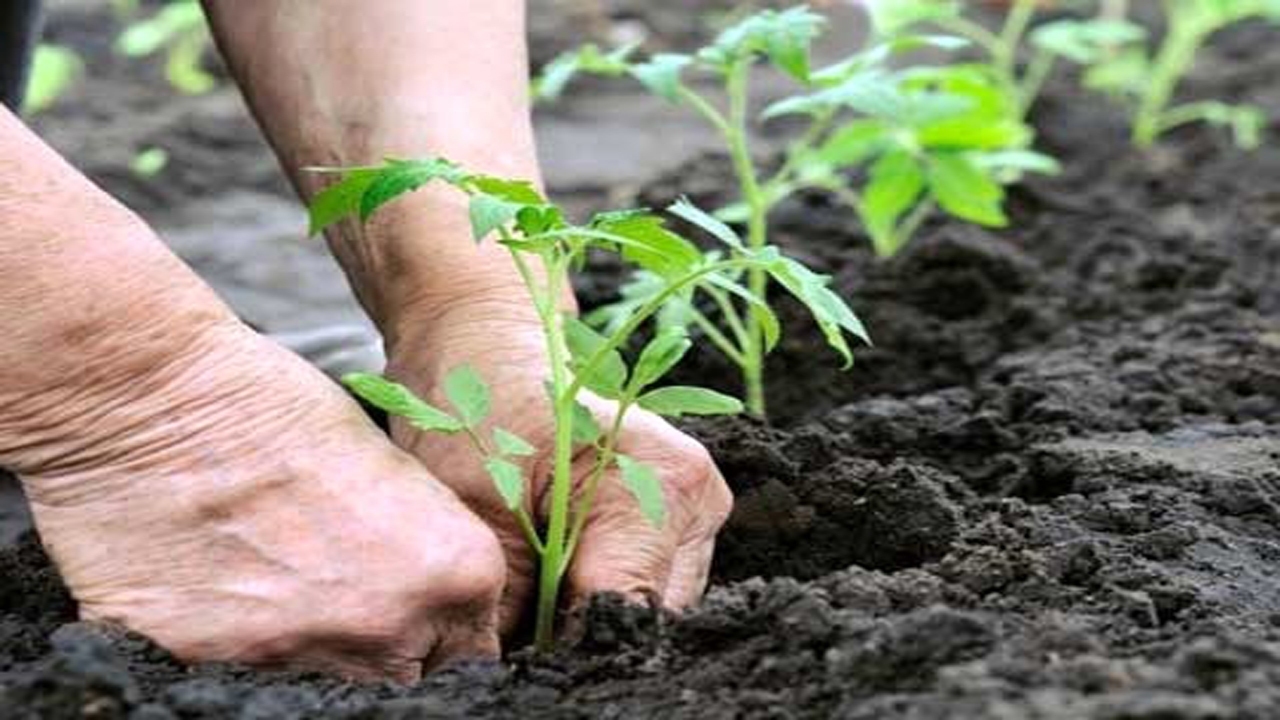 اجرای عملیات نهال کاری در  مناطق بیابانی  مُهر