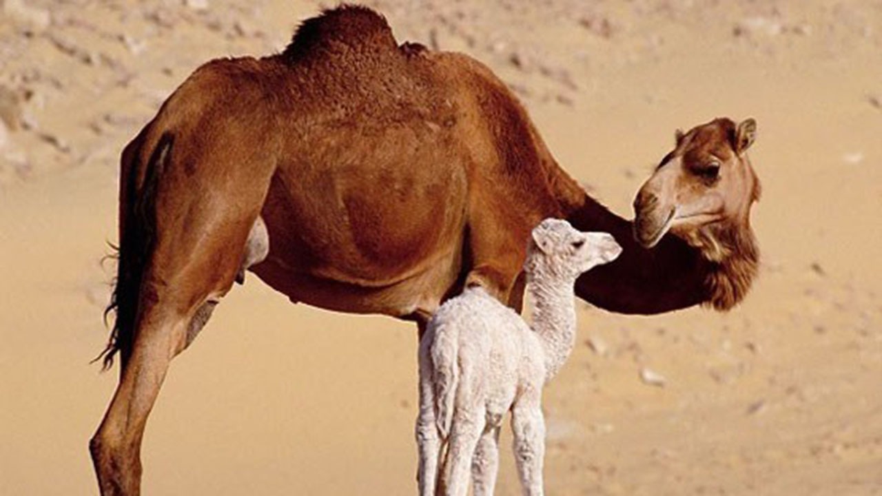 شمال گلستان مامن مسافر صحرا/تولید ۱۳۵ تن‌گوشت شتر در استان
