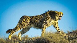 فرار پلنگ در مواجهه با یک گراز خشمگین + فیلم