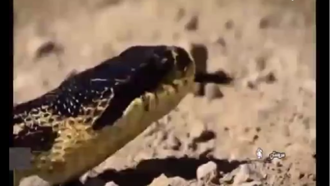 به راستی مارها از جان عسگر چه می‌ خواهند؟!