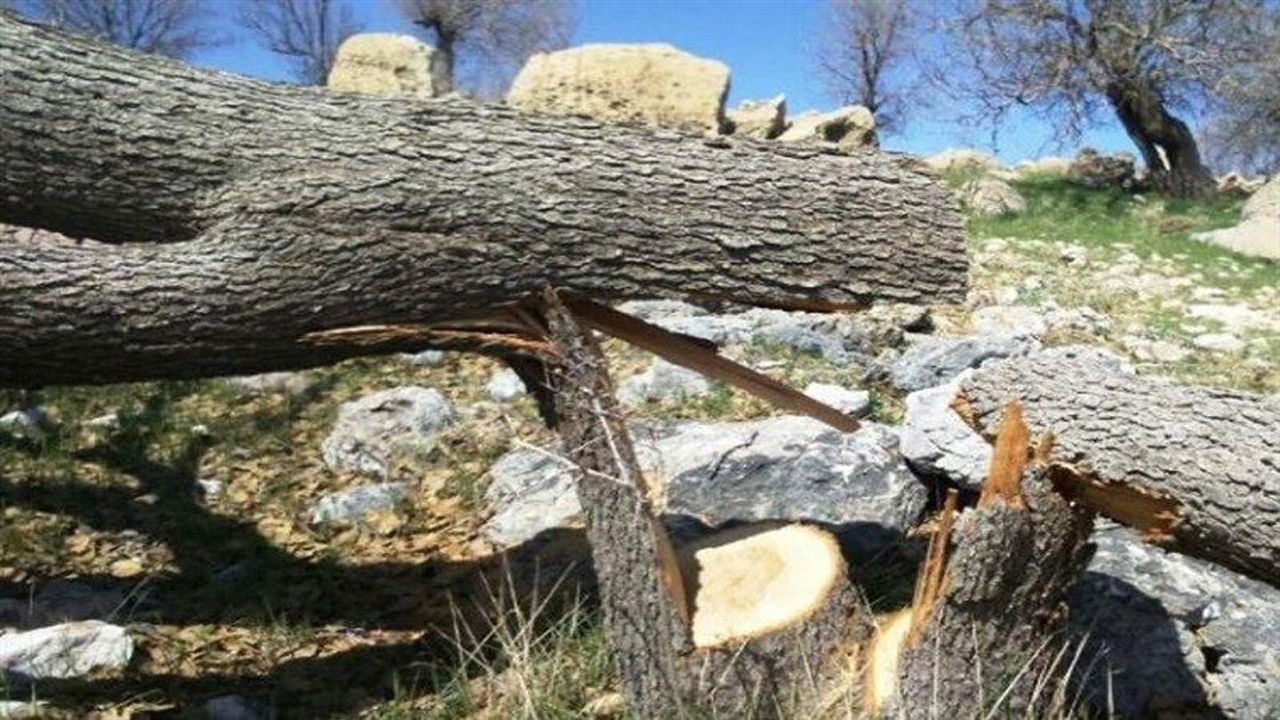 احیای اراضی جنگلی در ارسنجان