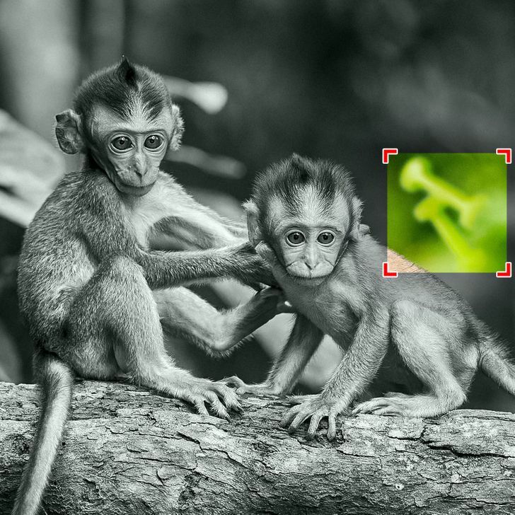 معمای تصویری؛ اجسام پنهان شده در تصاویر را پیدا کنید
