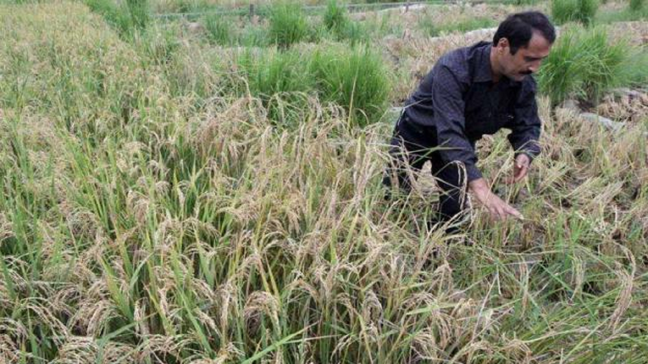 پوشش بیمه‌ای ۱۲۹ هزار هکتار از اراضی کشاورزی کردستان