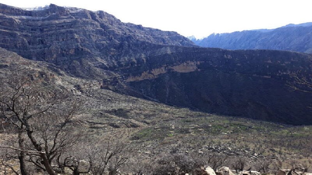 برای احداث جاده روستای رپی باید تعداد زیادی از درختان منطقه قطع شود