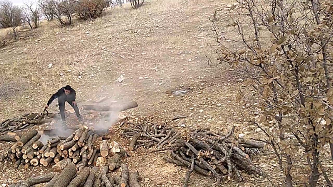 قطع درختان تنومند در روستای خشکرود + فیلم