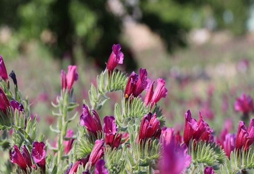 وجود بیش از ۱۲۰ گونه گیاه دارویی در استان لرستان