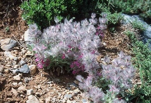 وجود بیش از ۱۲۰ گونه گیاه دارویی در استان لرستان