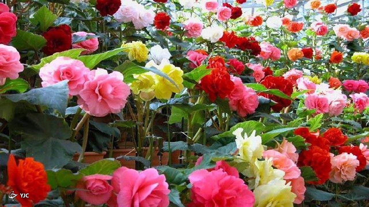 تولید روزانه ۳ هزار شاخه گل در مهاباد