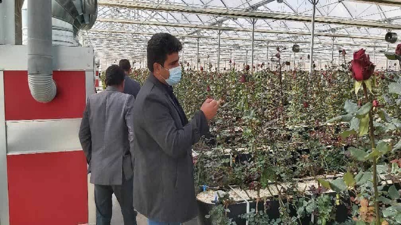 تولید هشت نوع گل رنگی در گلخانه گل رز روستای دورک قنبری