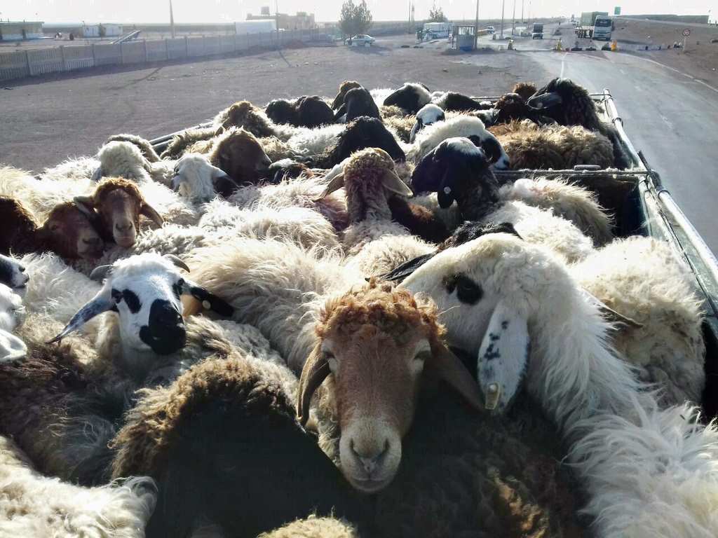 کشف ۸۶ راس گوسفند بدون مجوز به ارزش ۲ میلیارد ریال در ملایر