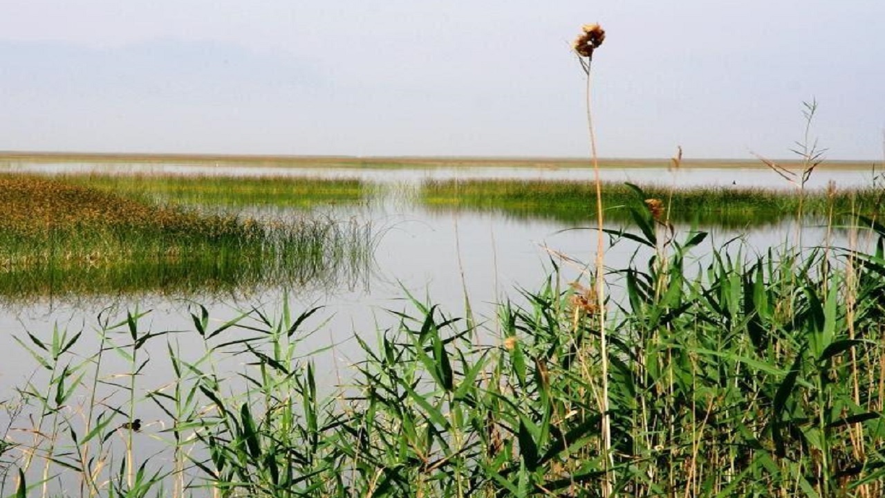 ثبت نی زار نخاب خوسف در فهرست میراث طبیعی کشور