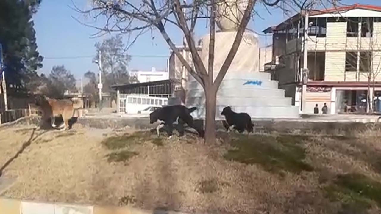 خیابان‌های شهرستان چگنی جولانگاه سگ‌های ولگرد شد + فیلم