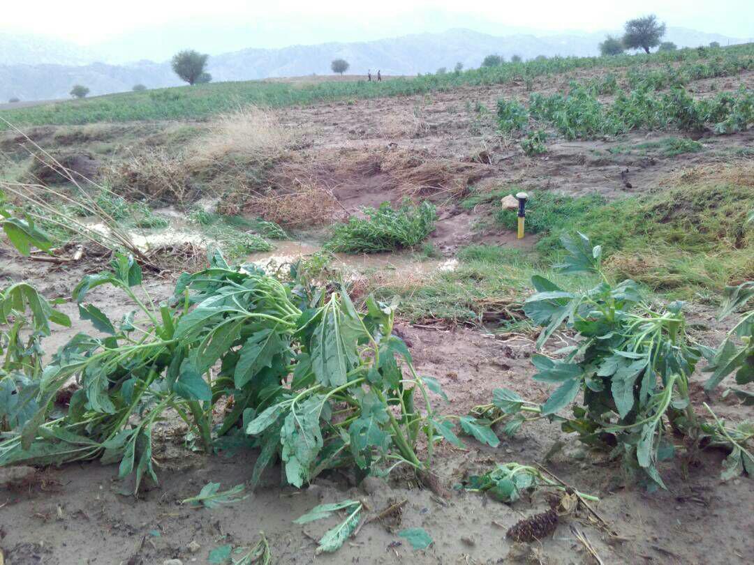 طوفان شن و سرمازدگی و آنچه بر کشاورزان جنوب سیستان و بلوچستان گذشت