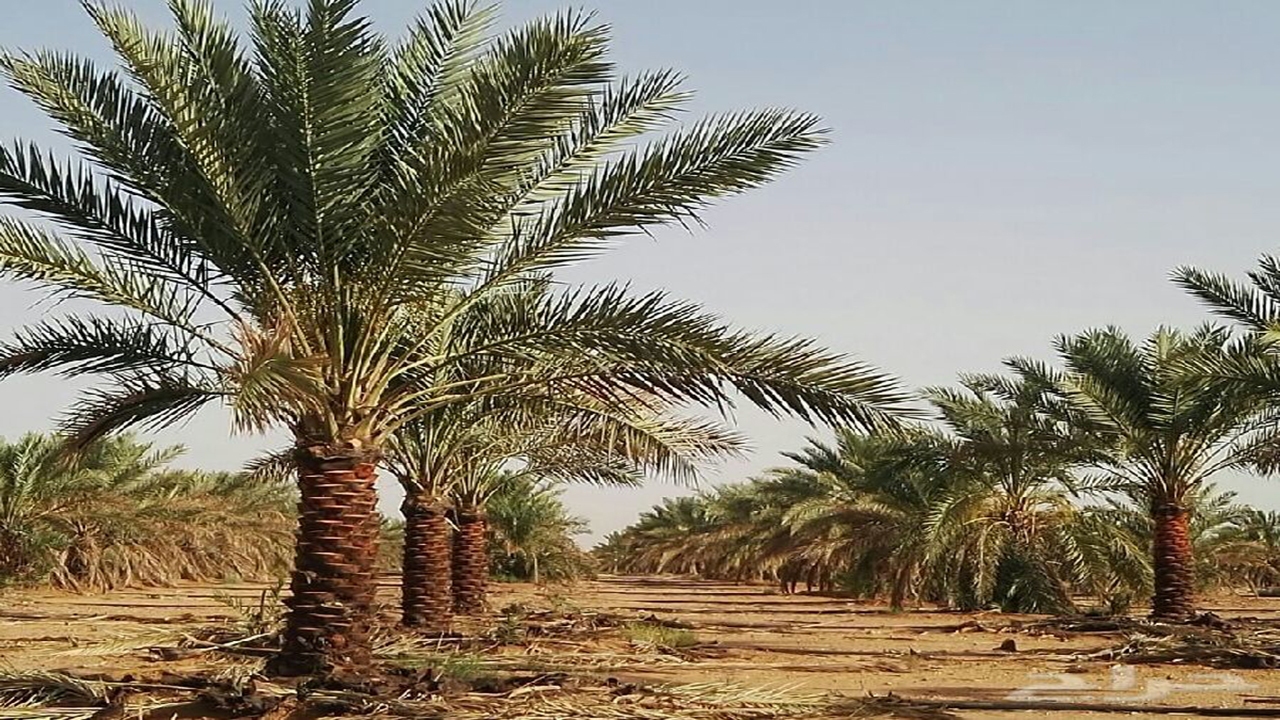 «سوختگی سیاه» قامت نخلستان های هرمزگان را خم می کند