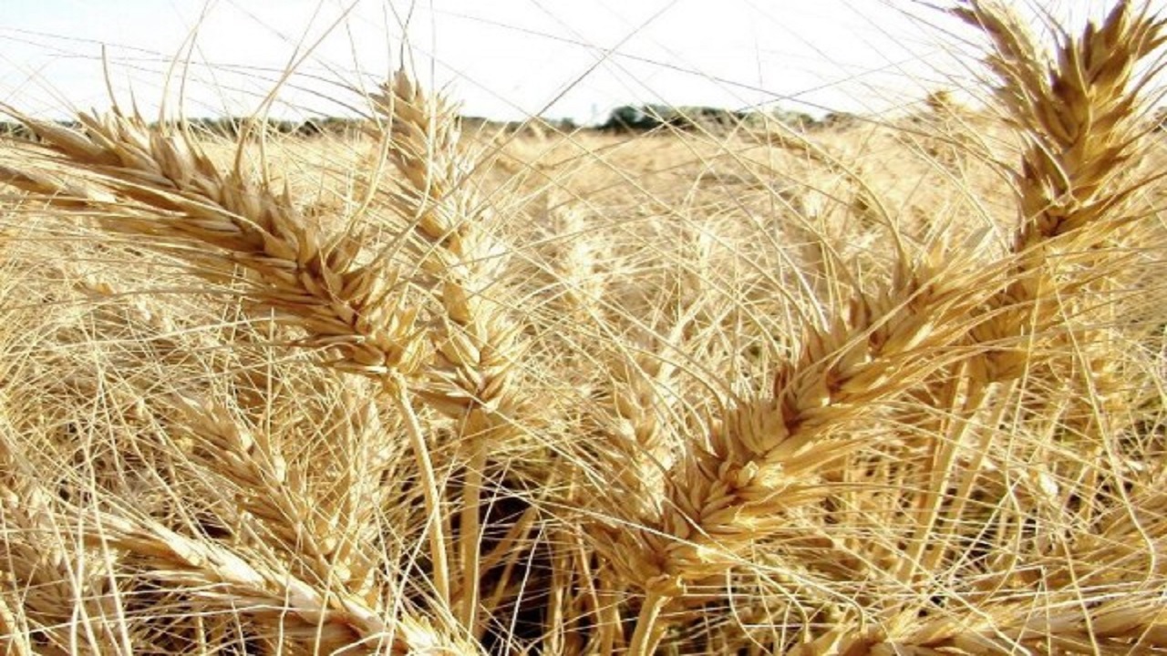 خسارت ۱۵ درصدی سرما به مزارع غلات در جوین