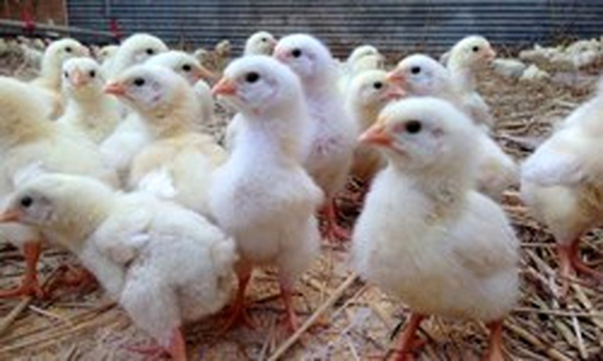۲۰ هزار قطعه مرغ اجدادی در واحدهای مرغداری استان جوجه ریزی شد