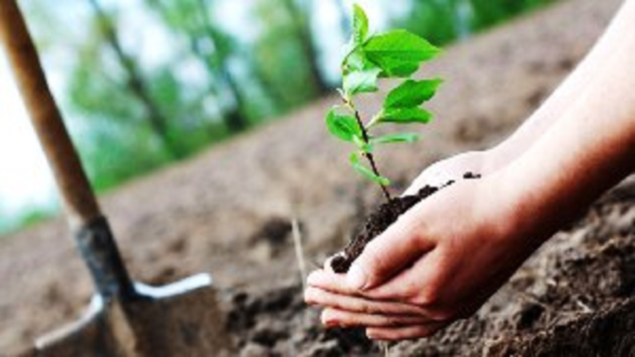 ۱۴۰ هزار اصله نهال رایگان در اختیار کشاورزان قرار می‌گیرد