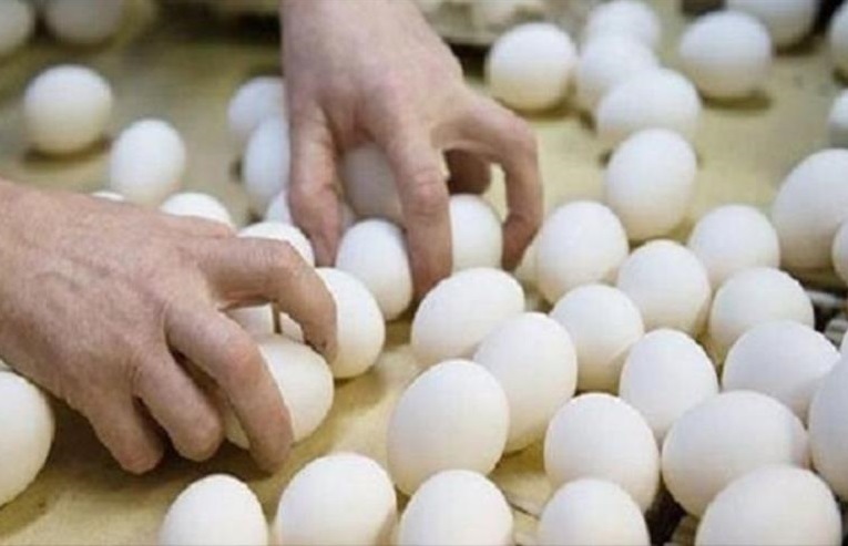 تاثیر دلالان بر قیمت تخم مرغ