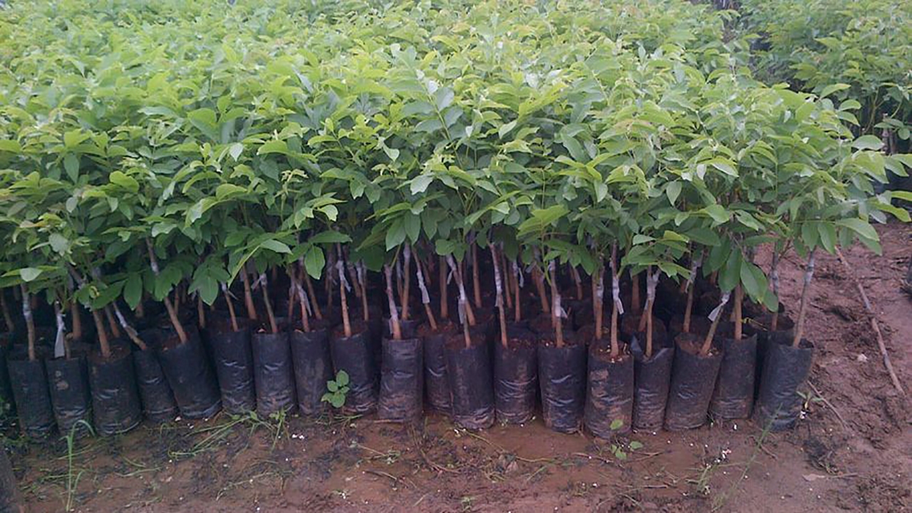 بهره گیری از نهال‌های اصلاح نژاد تنها راهکار مفید برای کاهش خسارت‌های سرمازدگی