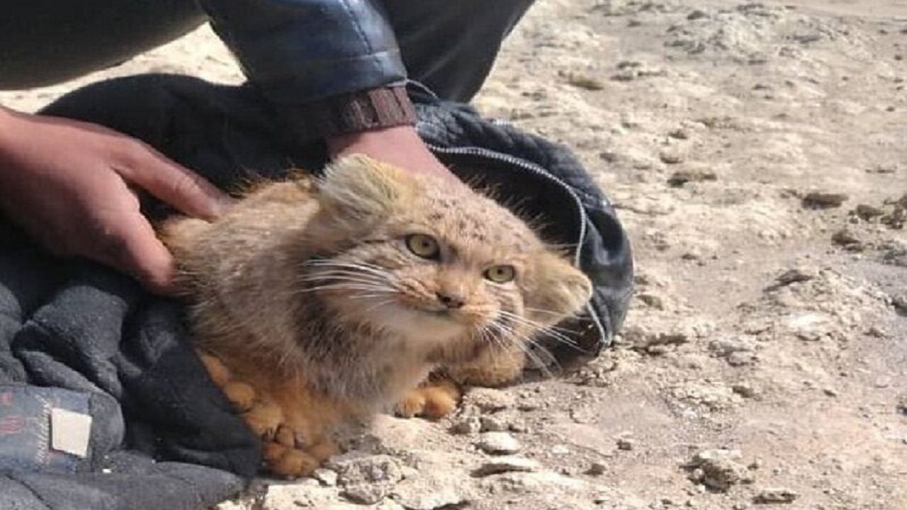 رهاسازی گونه کمیاب گربه پالاس در محدوده تالاب گاوخونی