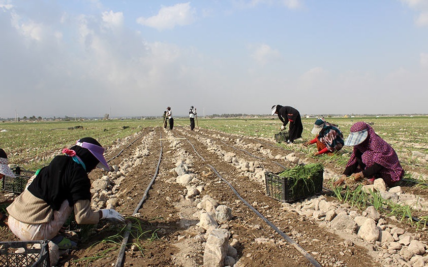 آغاز کاشت پیاز در شهرستان طارم