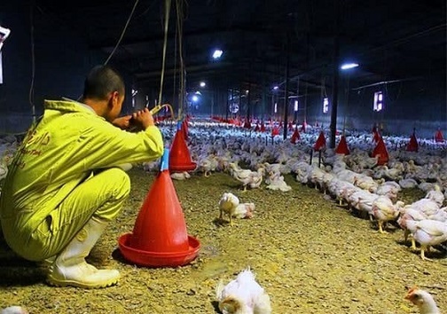 از کارگری تا شکستن رکورد جهانی