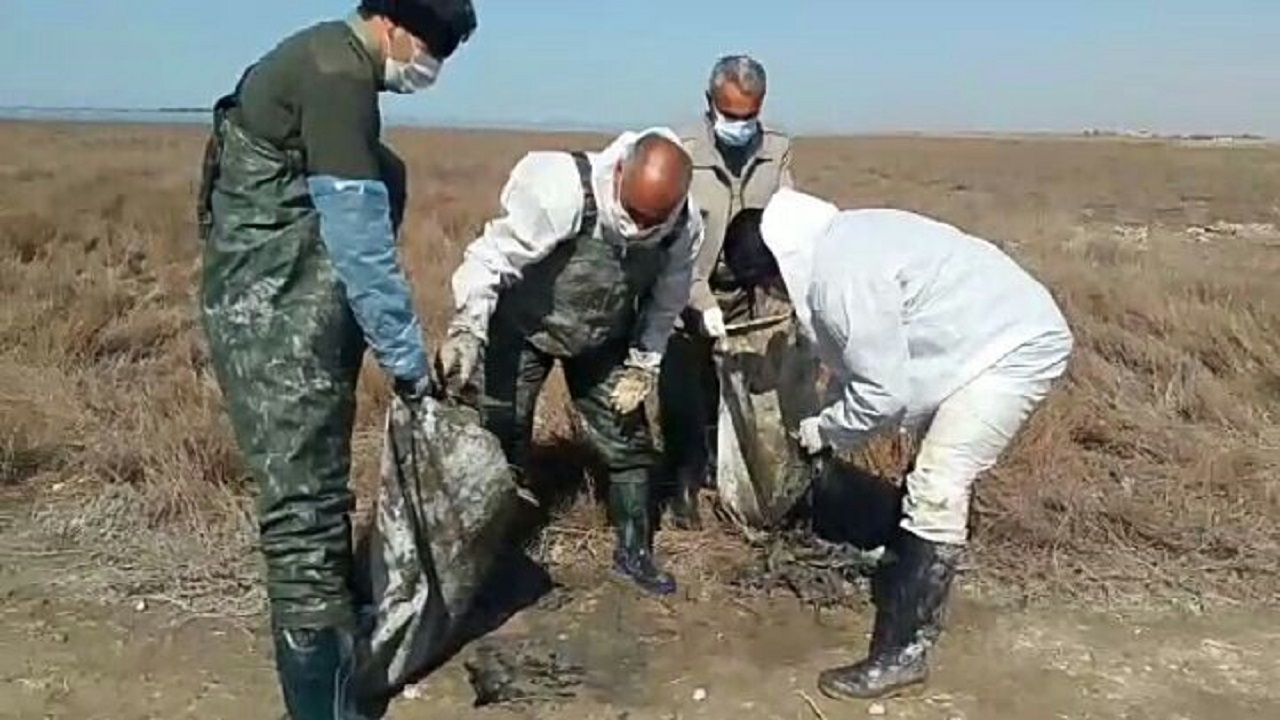 فیلمی جدید از جمع آوری لاشه پرندگان تلف شده درسواحل بندرترکمن