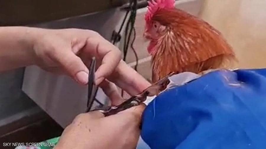 اصلاح پرهای خروس یک ساله به مناسبت تولدش