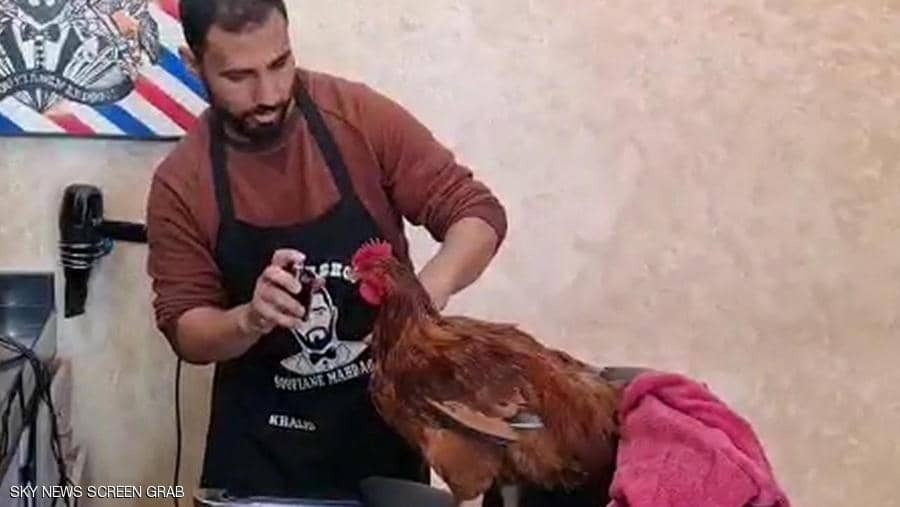 اصلاح پرهای خروس یک ساله به مناسبت تولدش