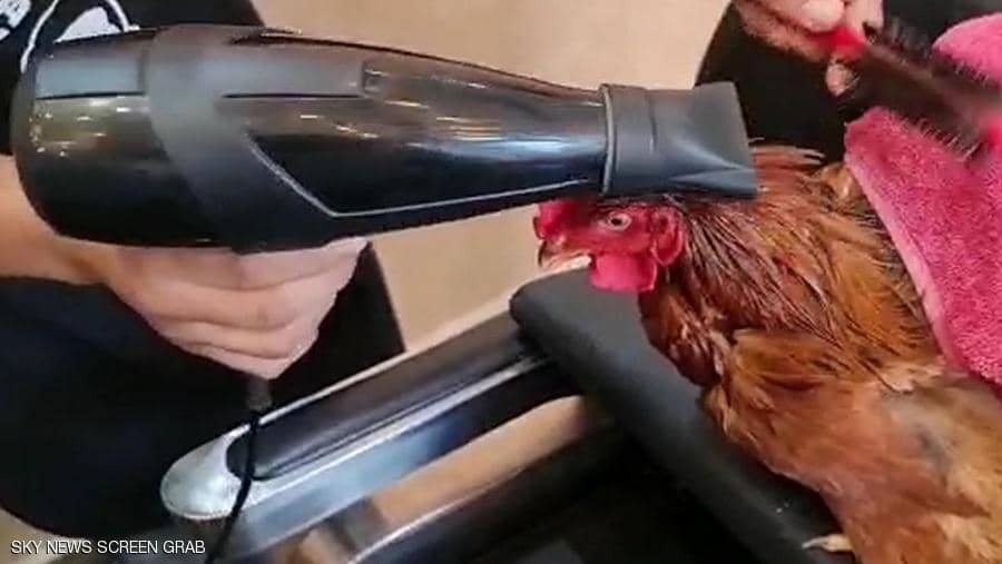 اصلاح پرهای خروس یک ساله به مناسبت تولدش