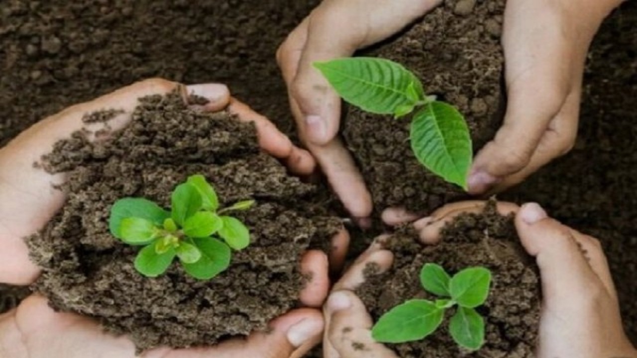 کاشت ۵ هزار اصله نهال در پارکهای جنگلی سنندج