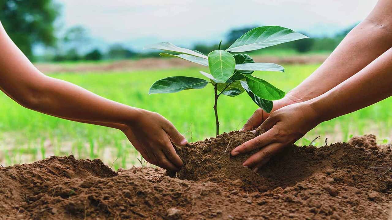 درخت بکاریم یا نکاریم؟