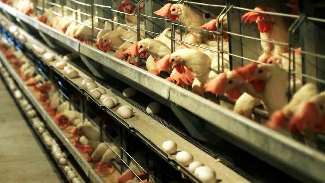 اصلاح ساختار مرغداری های تخمگذار در قاینات