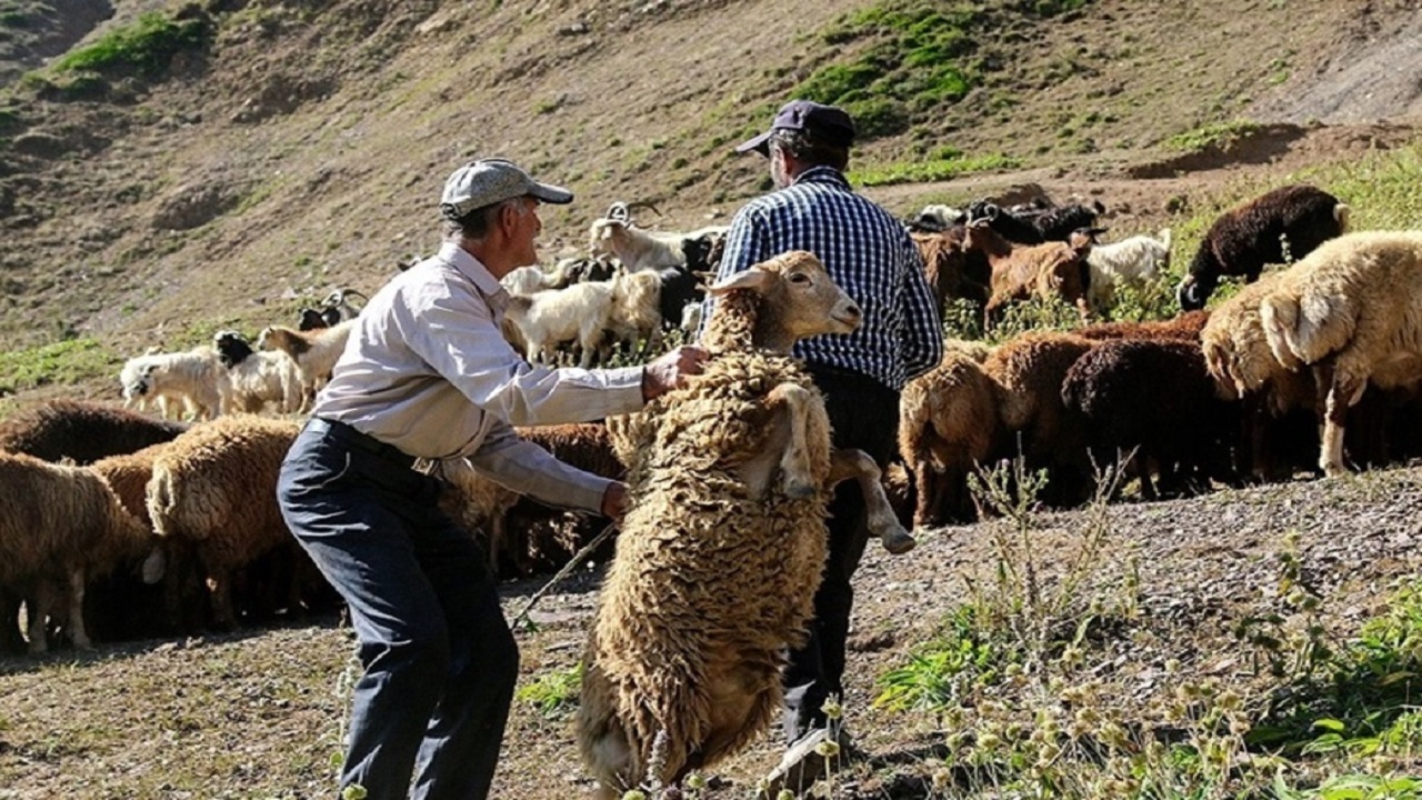 عشایر تلاشگران بی‌نام و نشان عرصه تولید