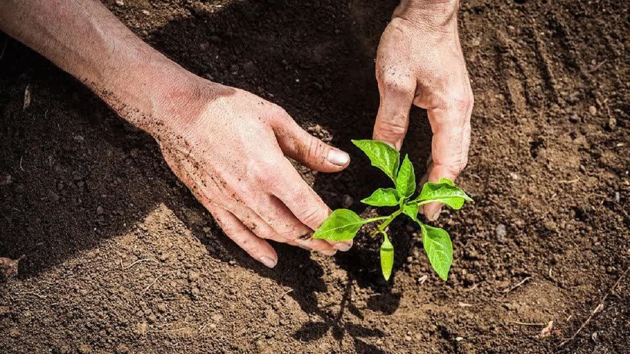 ۱۴۰ هزار اصله نهال در چهارمحال و بختیاری کاشته می‌شود