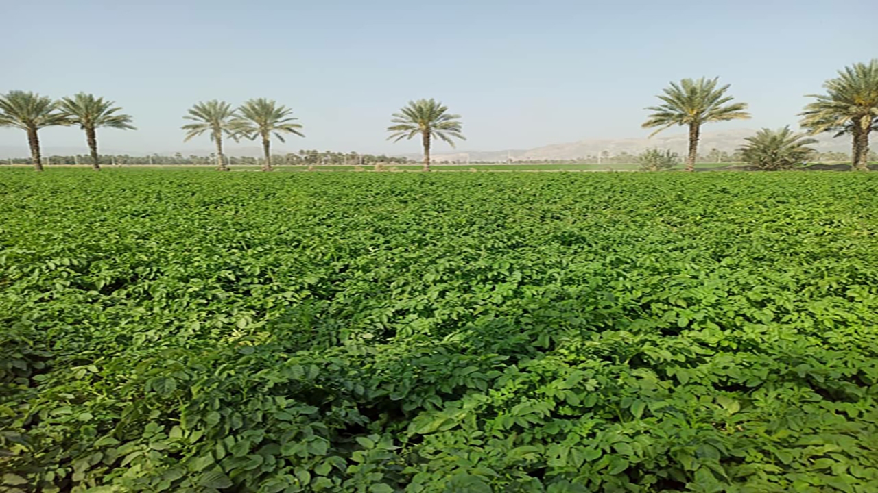 روز مزرعه سیب زمینی در منوجان
