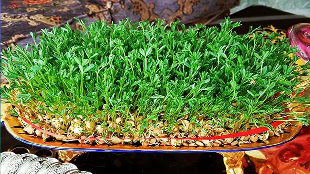 سبز کردن سبزه با عدس + طرز تهیه