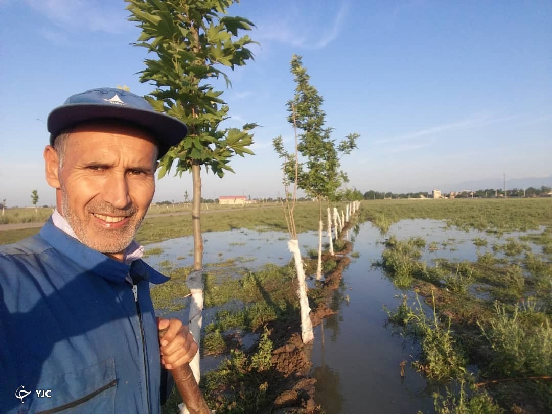 روایتی خواندنی از ماجرای درختانی پرآوازه در یک روستای دور افتاده