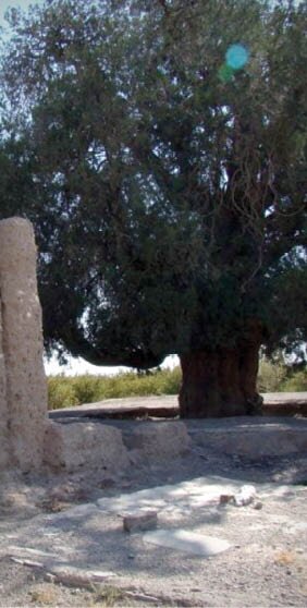 خاص&zwnj;ترین درخت&zwnj;های ایران + تصاویر