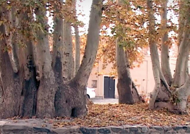 خاص&zwnj;ترین درخت&zwnj;های ایران + تصاویر