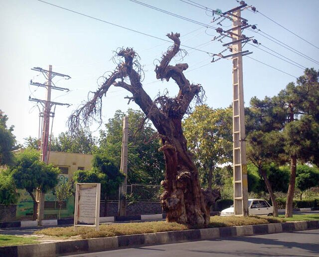 خاص&zwnj;ترین درخت&zwnj;های ایران + تصاویر