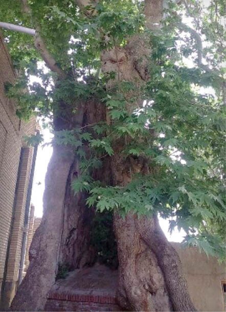 خاص&zwnj;ترین درخت&zwnj;های ایران + تصاویر