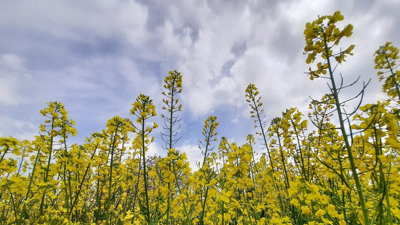کشت ۴۵درصدی کلزای آذربایجان شرقی در تبریز
